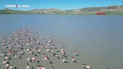 Bu yıl daha fazla geldiler: Ulaş Gölü geciken misafirlerine kavuştu