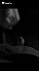 کیا پتہ! تمہارا ٹوٹ جانا ہی تمہاری تقدیر بن جائے