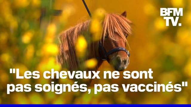 Face à la hausse de la maltraitance, les refuges sont de plus en plus saturés