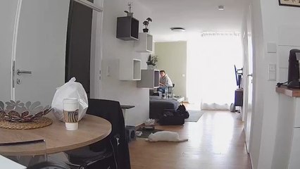 Persian Cat Slips and Falls While Trying to Jump Onto Cabinet