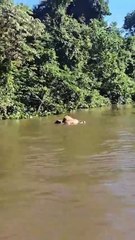Onça-pintada arrasta boi em correnteza de rio do MT