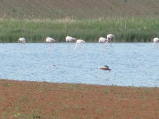 Göçmen kuşlar Kamış göletinde: Flamingolar 6 ay kalacak