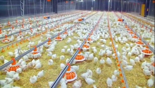 Globo Rural exibe histórias do Sertão e reportagens sobre colheita e gripe aviária (25/05)