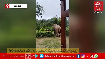 ಹಾಸನದಲ್ಲಿ ನಿಲ್ಲದ ಕಾಡಾನೆ ಹಾವಳಿ: ಮನೆ ಬಳಿಯೇ ಕಾಣಿಸಿಕೊಂಡ 'ಭೀಮ'; ಬೆಚ್ಚಿಬಿದ್ದ ಜನರು