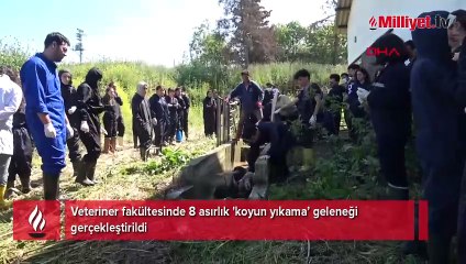 Veteriner fakültesinde 8 asırlık 'koyun yıkama’ geleneği gerçekleştirildi