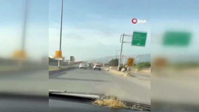 Burası Afrika değil, Türkiye! Trafikte garip anlar... Çiftlikten kaçtı trafiği birbirine kattı!