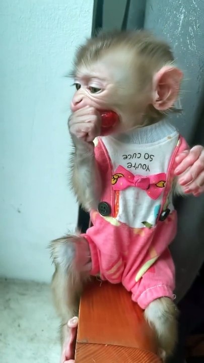Delicious Meal Time! Adorable Baby Monkey Enjoys Its Food! 🐒