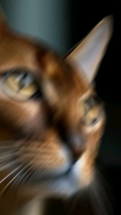 j'ai un chat...
