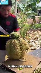 🎬Luar Biasa! Durian Jadi Keripik Rangup di Thailand!