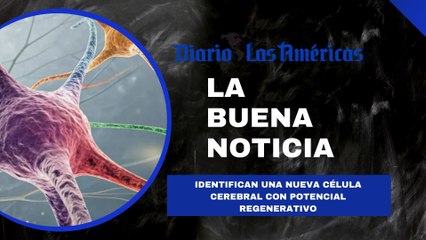 Identifican una nueva célula cerebral con potencial regenerativo | La buena noticia