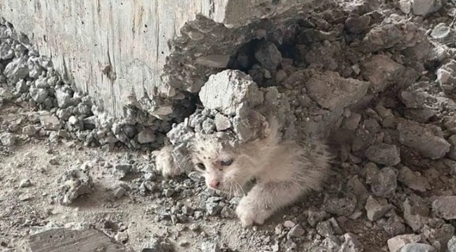 Beton kolonun altında mahsur kalan yavru kedi kurtarıldı