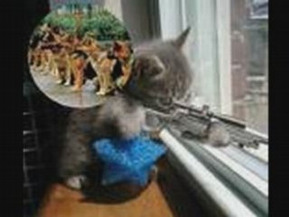 Les chats