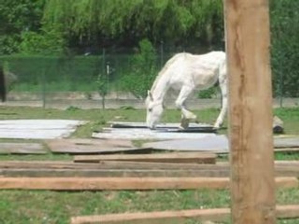 Chevaux Réflexe Adoption n°1