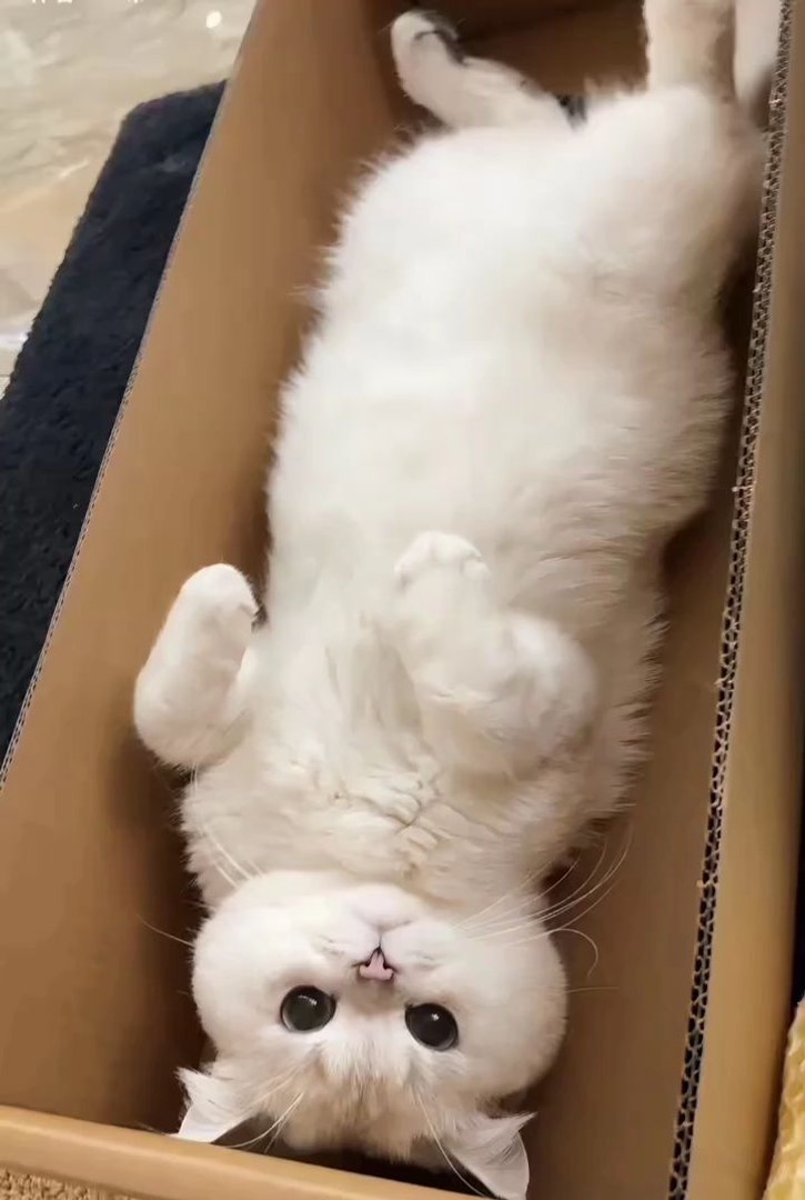 cute animals 😼😂🐓❤️cute cat & pets