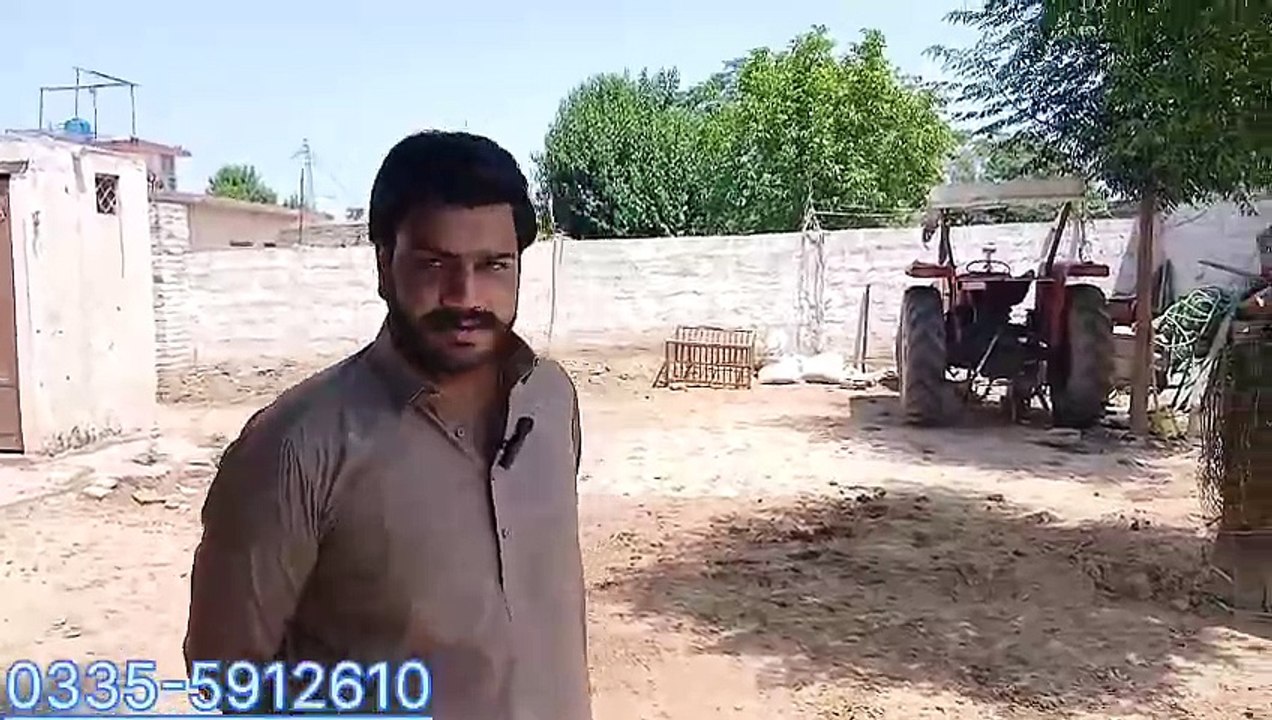 Fateh Jangi Bulls of Shani Cattle Farm Near Rawat/Outclass/Quality/Healthy/Organic Food 0335-5912610