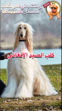 كلب الصيد الأفغاني | Afghan hound