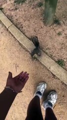 Toujours se méfier des écureuils