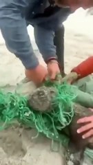 Cette otarie libérée d'un filet attend son ami pour partir