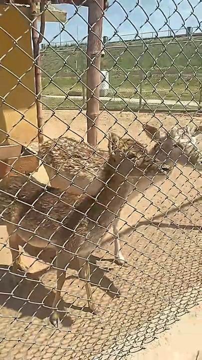 Animals and birds, Deer