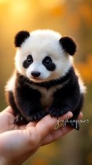 little panda so cute