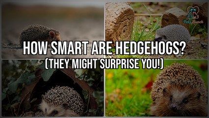 How Smart Are Hedgehogs? (They Might Really Surprise You!)