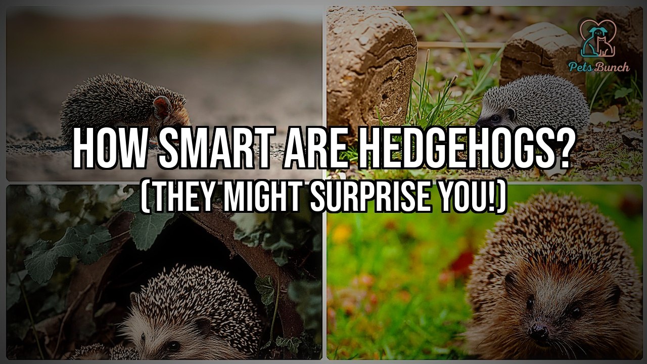 How Smart Are Hedgehogs? (They Might Really Surprise You!)