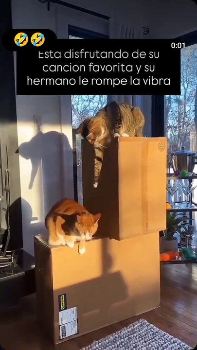 Creo que del totazo lo reiniciaron 😿😅