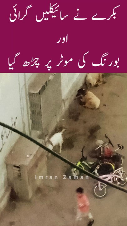 Bakra Boring ki Motor par Charh Gaya😲