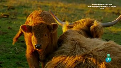 Las Madres Más Asombrosas del Reino Animal: Vínculos Inquebrantables
