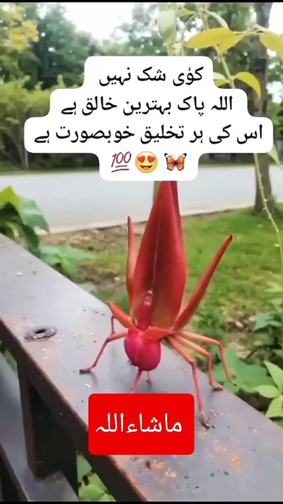 Subhanallah