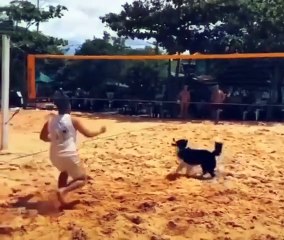 Wow the dog realizes they won and celebrates.