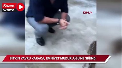 Bitkin yavru karaca, Emniyet Müdürlüğü'ne sığındı