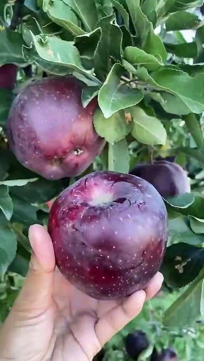 BeautBeautiful apple Joy of life with different kinds of videos