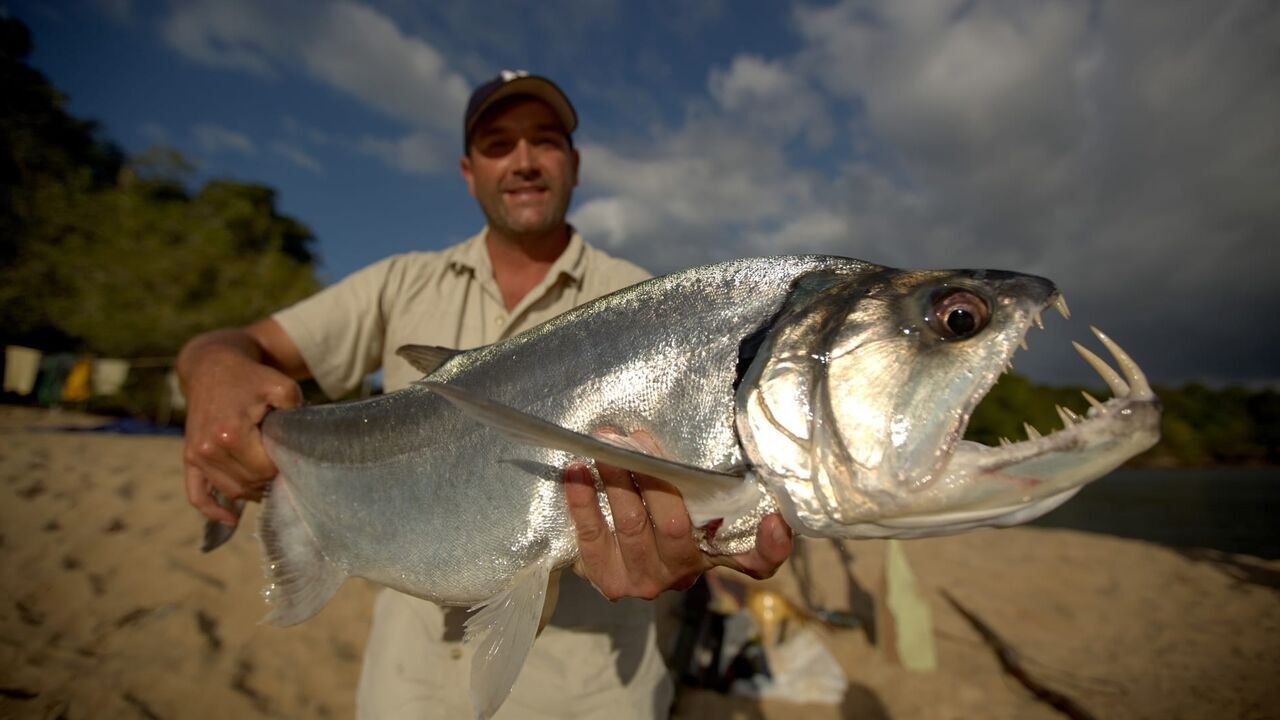 Bêtes de poissons
