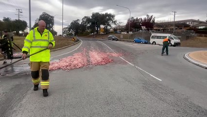 Animal Offal Spill Blocks Borella Road in East Albury 🛑