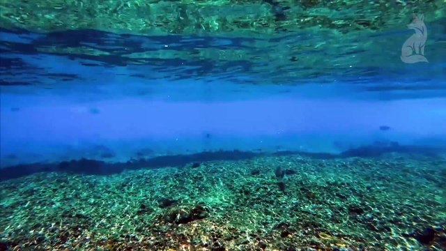 MYSTÈRES DES ABYSSES Les Créatures Invisibles de l’Océan Profond DOCUMENTAIRE ANIMALIER