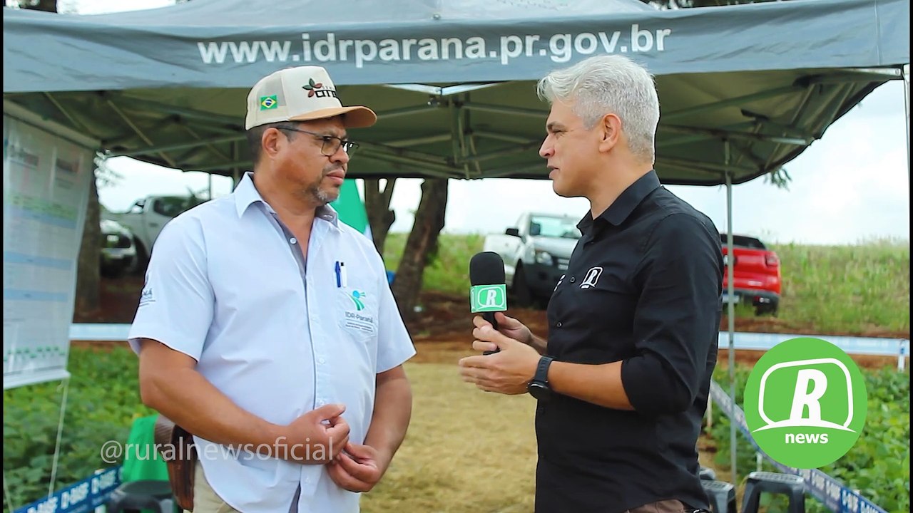 Variedade de feijão do IDR/PR é responsável por 60% da produção brasileira