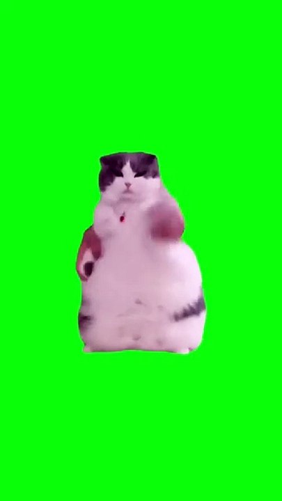 Gato Bailando A WOP  Pantalla Verde #gato #Bailando #memes #viral #FYP #parati #gatomemes