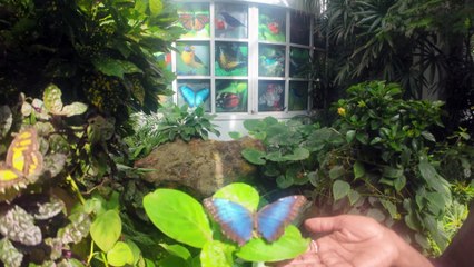 Day 2: Key West on Margaritaville at Sea Islander | Sushi, Sweets & Sunset Vlog