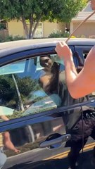 Road rage saves woman's life!.hd