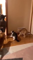 Playtime Madness: Cats & Dogs Being Total Goofballs!