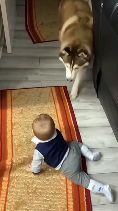 Dog with Cute baby's new viral funny video 😂 baby's new viral video 📸 siblings viral funny video 😂 funny baby's 😁#shorts #shortvideo #viralshort #viralvideo #funnyvidro #funny  #comedy #kids #siblings #love #care