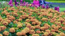 Antiques Roadshow 2025 - Botanic Gardens Belfast 3
