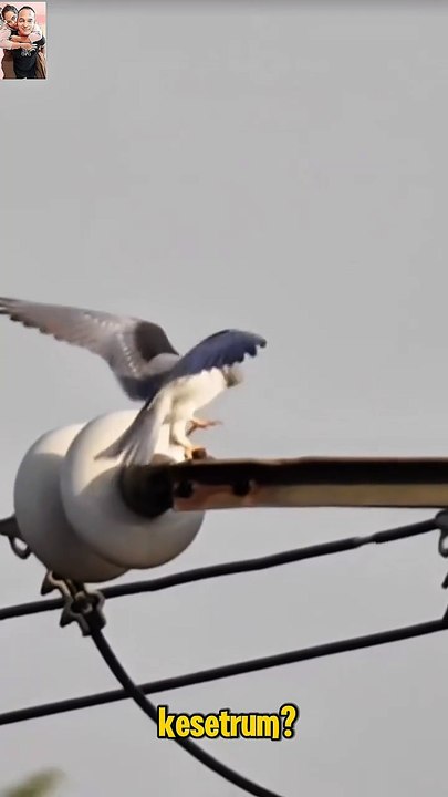 🎬Kenapa Burung di Kabel Listrik Nggak Kesetrum?
