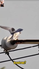 🎬Kenapa Burung di Kabel Listrik Nggak Kesetrum?