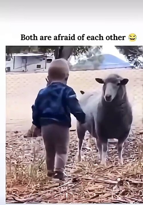 Funny Video