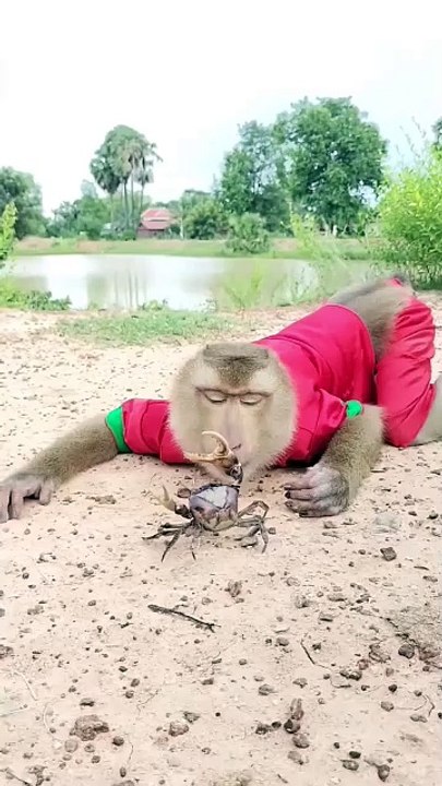 Monkeys Just Wanna Have Fun With Crabs!