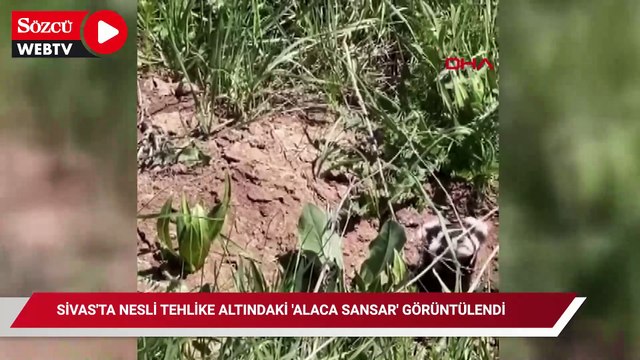 Sivas'ta nesli tehlike altındaki 'alaca sansar' görüntülendi
