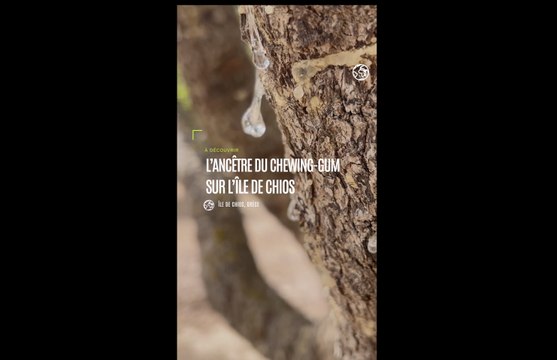 Grèce : le rituel de plus de 2000 ans autour de la culture du mastic, l’ancêtre du chewing-gum, sur l’île de Chios