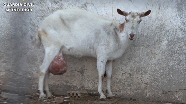 Así era un matadero clandestino: animales moribundos, ratas muertas y cabezas cortadas entre la suciedad
